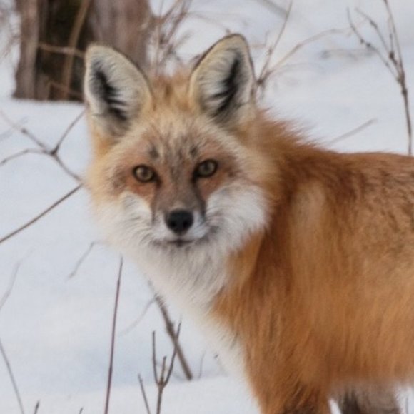 Meet your Posher, TD. - Picture 2 of 3